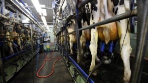 O SINFA MA apoia o consumo de leite valorização dos produtores rurais