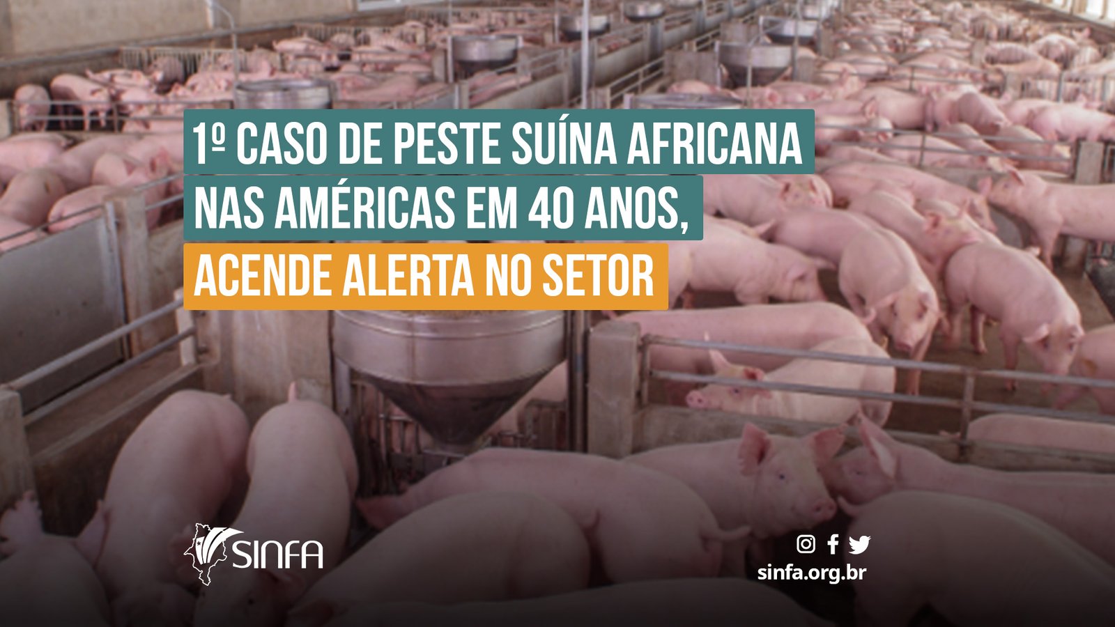 SINFA MA - Caso de peste suína africana nas Américas em 40 anos, acende alerta no setor