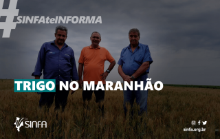 Presidente do SINFA visita primeiro plantio de trigo no MA .png